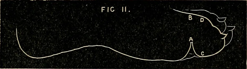 An illustration from Nineteenth century miracles, or, Spirits and their work in every country of the earth : a complete historical compendium of the great movement known as "modern spiritualism", 1884, leaf 248