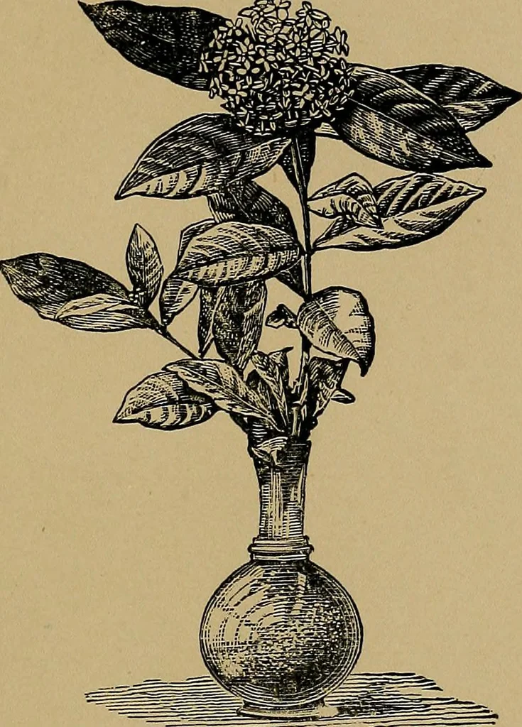 An illustration from Nineteenth century miracles, or, Spirits and their work in every country of the earth : a complete historical compendium of the great movement known as "modern spiritualism", 1884, leaf 250