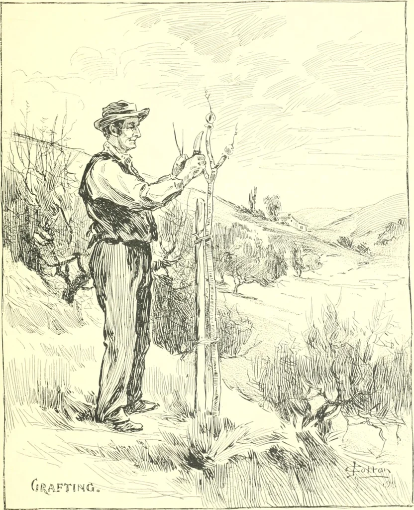 An illustration from Ninety-nine : a calendar for the year 1899; with drawings illustrative of country life in Canada, 1899, leaf 14