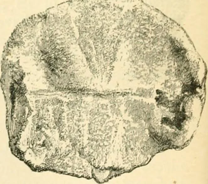 An illustration from Nineveh and Babylon; a narrative of a second expedition to Assyria during the years 1849, 1850, and 1851, 1867, leaf 225