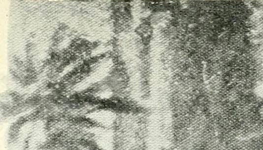 An illustration from The ninth International Congress of Delegated Representatives of Master Cotton Spinners' and Manufacturers' Associations, held in ... Scheveningen, June 9th, 10th, and 11th, 1913, 1913, leaf 350