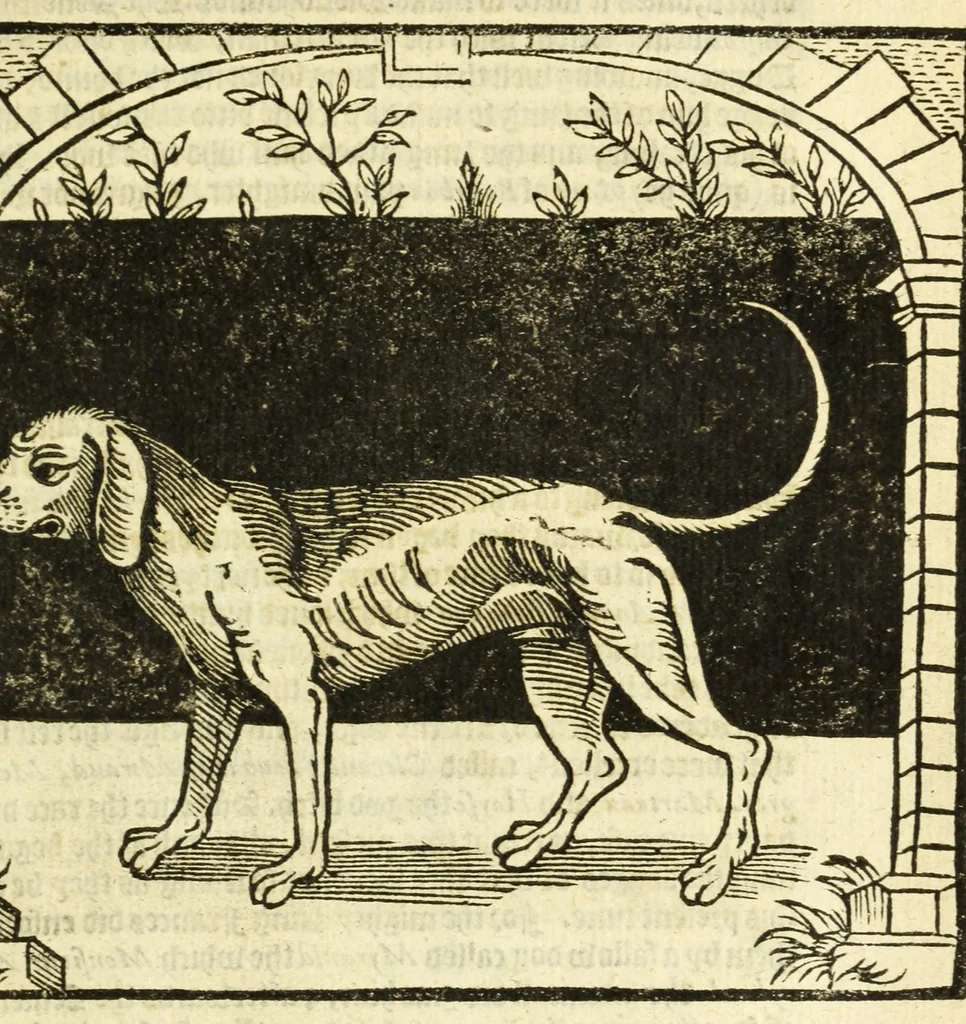 An illustration from The noble art of venerie or hunting : wherein is handled and set out the vertues, nature, and properties of fifteene sundry chaces, together with the order and manner how to hunt and kill euery one of them, 1611, leaf 13