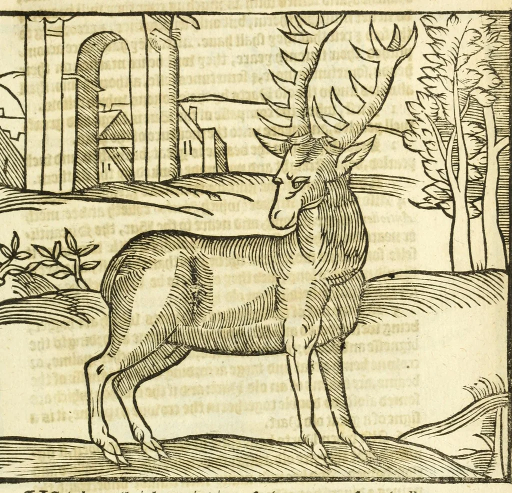 An illustration from The noble art of venerie or hunting : wherein is handled and set out the vertues, nature, and properties of fifteene sundry chaces, together with the order and manner how to hunt and kill euery one of them, 1611, leaf 61