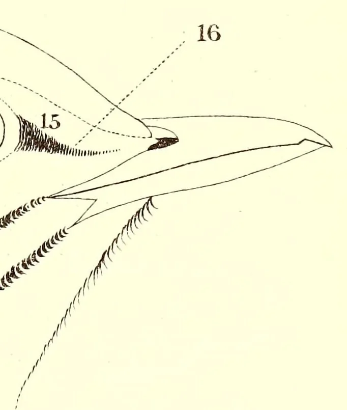 An illustration from A nomenclature of colors for naturalists : and compendium of useful knowledge for ornithologists, 1886, leaf 209