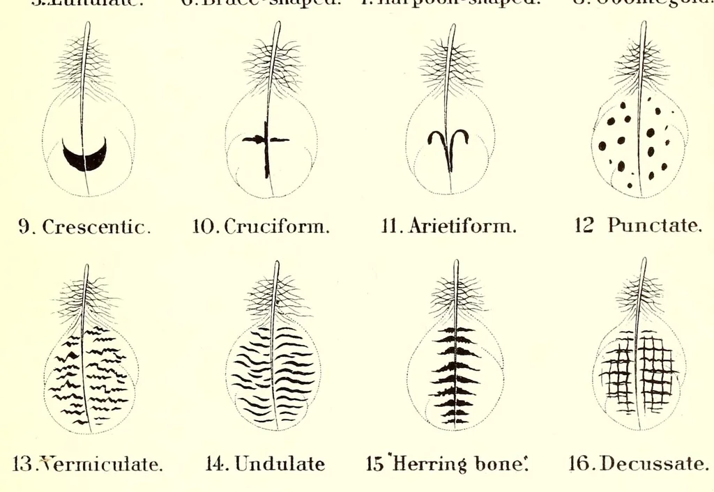 An illustration from A nomenclature of colors for naturalists : and compendium of useful knowledge for ornithologists, 1886, leaf 215