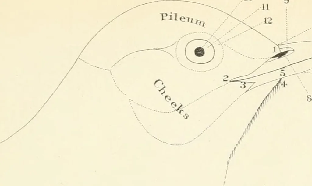 An illustration from A nomenclature of colors for naturalists : and compendium of useful knowledge for ornithologists., 1886, leaf 178