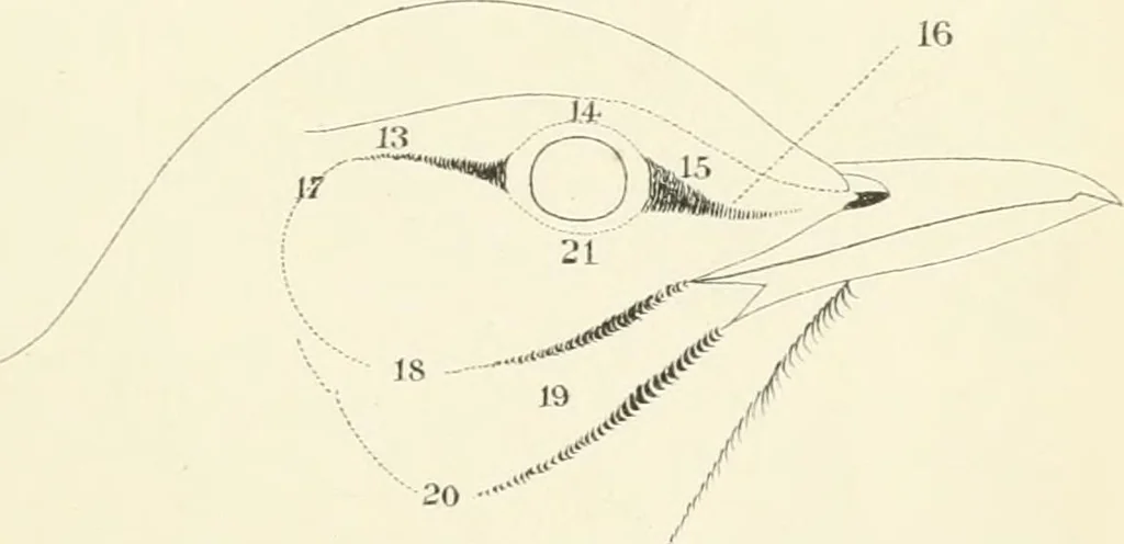 An illustration from A nomenclature of colors for naturalists : and compendium of useful knowledge for ornithologists., 1886, leaf 178