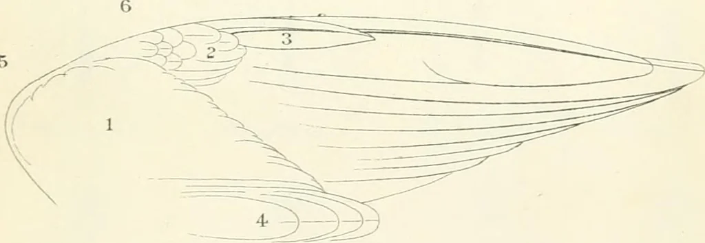 An illustration from A nomenclature of colors for naturalists : and compendium of useful knowledge for ornithologists., 1886, leaf 182