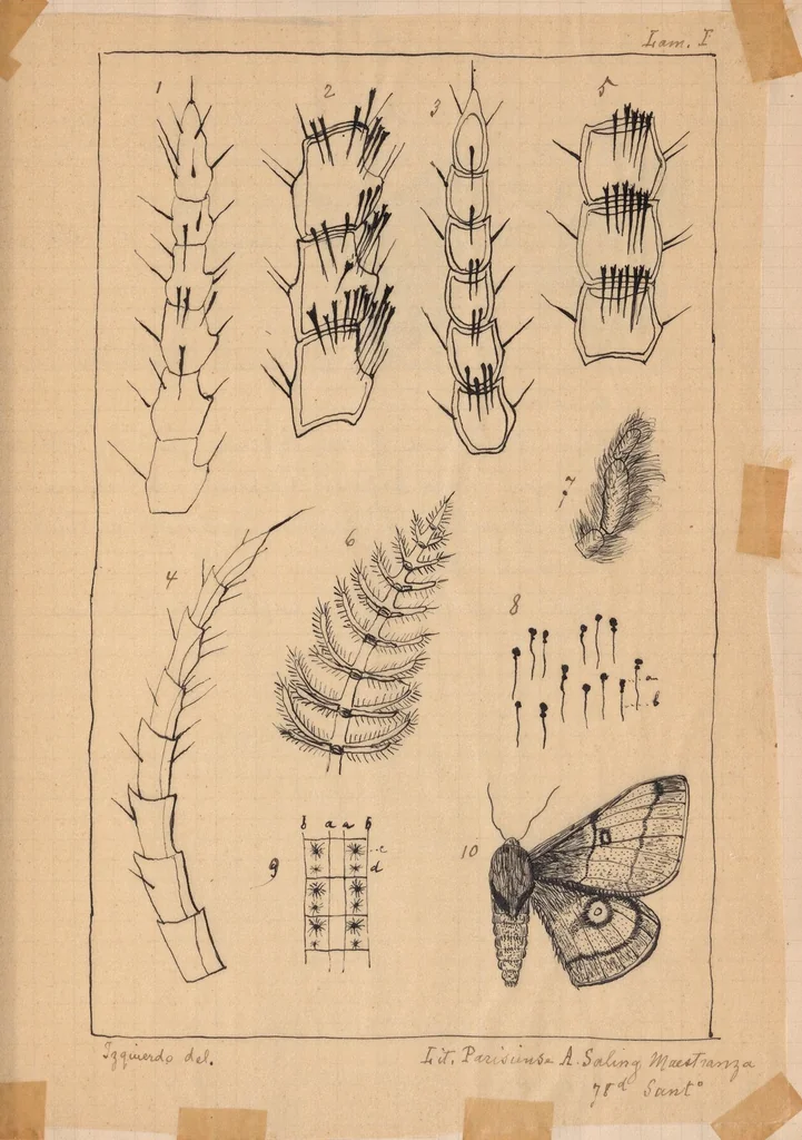 An illustration from Notas sobre los lepidopteros de Chile [ca. 1895], 1895, leaf 17