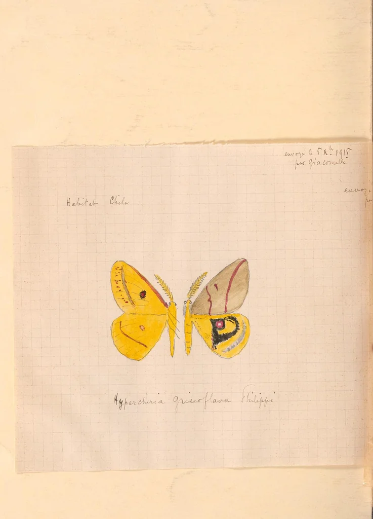 An illustration from Notas sobre los lepidopteros de Chile [ca. 1895], 1895, leaf 20