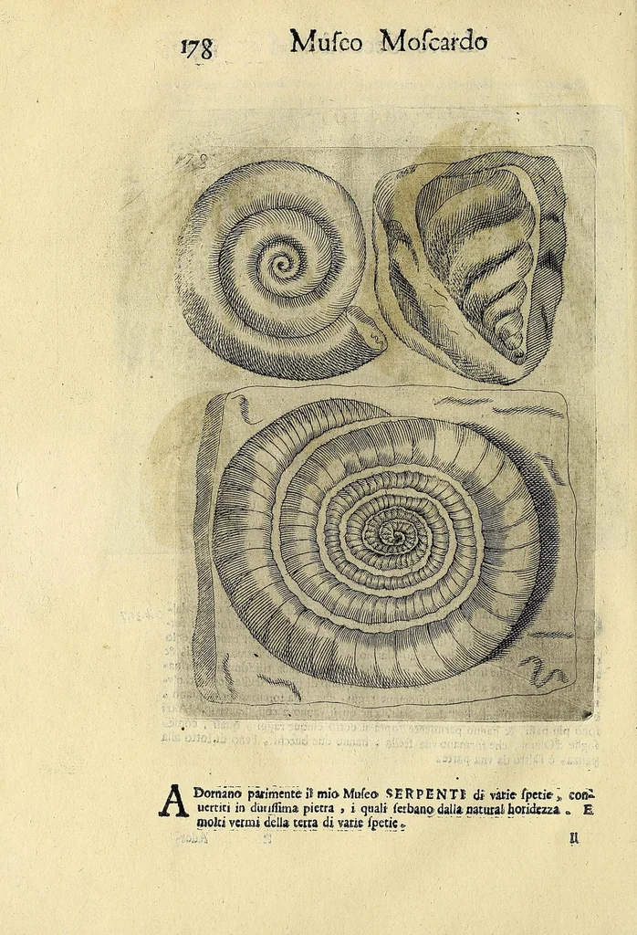 An illustration from Note overo memorie del museo del conte Lodovico Moscardo : nobile veronese uno de padri nell'Accademia filarmonica, dal medesimo descritte in trè libri : nel primo si discorre delle cose antiche, che in dette museo si ritrouano : nel secondo delle pietre, minerali, e terre : nel terzo de corali, conchiglie, animali, frutti, & altre cose in quello contenute ... : con l'aggiunta in questa seconda impressione della seconda parte delle stesso autore, accresciuta di cose spettanti particolarmente all'antichità : con l'indice d'vna gran parte delle sue medaglie, & pitture, come anco delli ritratti de prencipi, & altri illustri huomini, così in arme, come in lettere, 1672, leaf 194