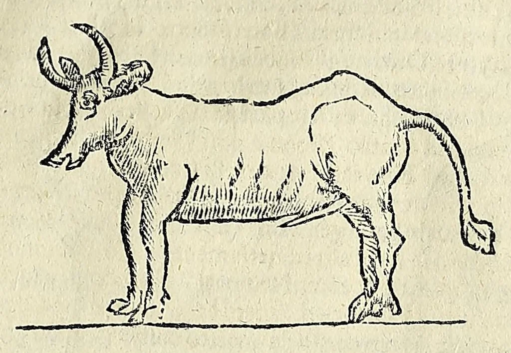 An illustration from Note overo memorie del museo del conte Lodovico Moscardo : nobile veronese uno de padri nell'Accademia filarmonica, dal medesimo descritte in trè libri : nel primo si discorre delle cose antiche, che in dette museo si ritrouano : nel secondo delle pietre, minerali, e terre : nel terzo de corali, conchiglie, animali, frutti, & altre cose in quello contenute ... : con l'aggiunta in questa seconda impressione della seconda parte delle stesso autore, accresciuta di cose spettanti particolarmente all'antichità : con l'indice d'vna gran parte delle sue medaglie, & pitture, come anco delli ritratti de prencipi, & altri illustri huomini, così in arme, come in lettere, 1672, leaf 357