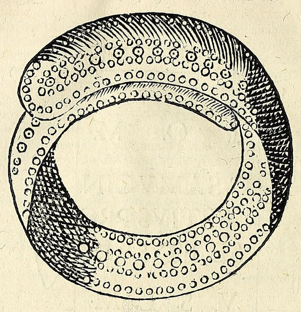 An illustration from Note overo memorie del museo del conte Lodovico Moscardo : nobile veronese uno de padri nell'Accademia filarmonica, dal medesimo descritte in trè libri : nel primo si discorre delle cose antiche, che in dette museo si ritrouano : nel secondo delle pietre, minerali, e terre : nel terzo de corali, conchiglie, animali, frutti, & altre cose in quello contenute ... : con l'aggiunta in questa seconda impressione della seconda parte delle stesso autore, accresciuta di cose spettanti particolarmente all'antichità : con l'indice d'vna gran parte delle sue medaglie, & pitture, come anco delli ritratti de prencipi, & altri illustri huomini, così in arme, come in lettere, 1672, leaf 404