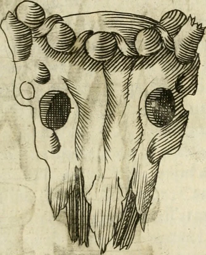 An illustration from Note, overo, Memorie del mvseo di Lodovico Moscardo ..., 1656, leaf 106