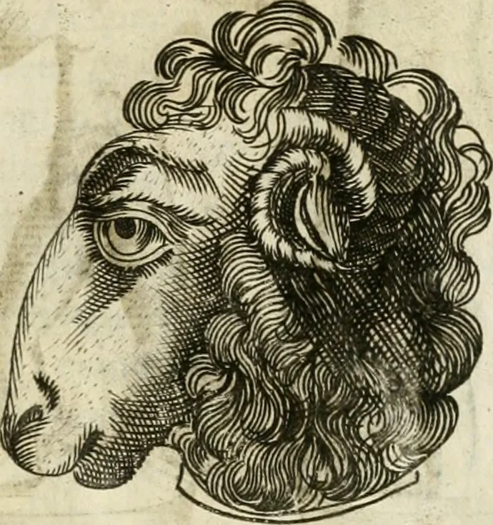An illustration from Note, overo, Memorie del mvseo di Lodovico Moscardo ..., 1656, leaf 106