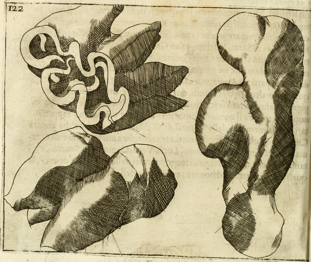 An illustration from Note, overo, Memorie del mvseo di Lodovico Moscardo ..., 1656, leaf 145