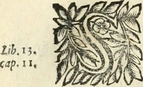 An illustration from Note, overo, Memorie del mvseo di Lodovico Moscardo ..., 1656, leaf 147