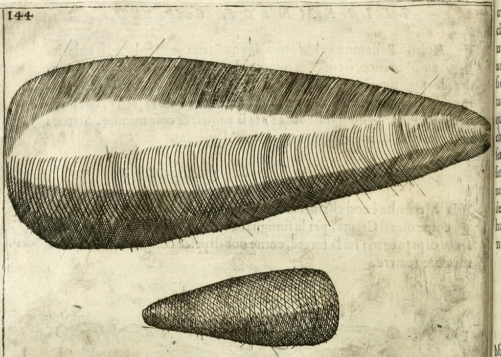 An illustration from Note, overo, Memorie del mvseo di Lodovico Moscardo ..., 1656, leaf 167