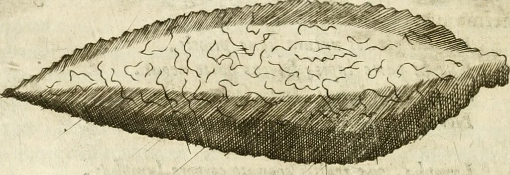 An illustration from Note, overo, Memorie del mvseo di Lodovico Moscardo ..., 1656, leaf 171