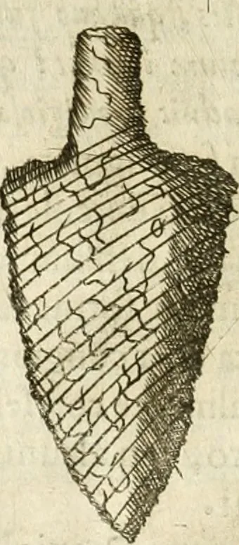 An illustration from Note, overo, Memorie del mvseo di Lodovico Moscardo ..., 1656, leaf 171