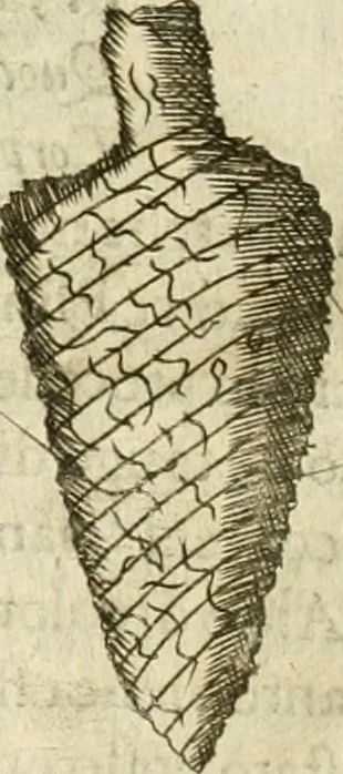 An illustration from Note, overo, Memorie del mvseo di Lodovico Moscardo ..., 1656, leaf 171
