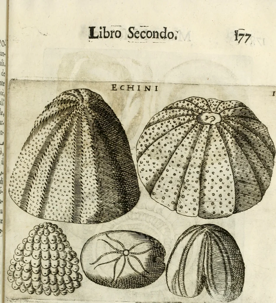 An illustration from Note, overo, Memorie del mvseo di Lodovico Moscardo ..., 1656, leaf 200