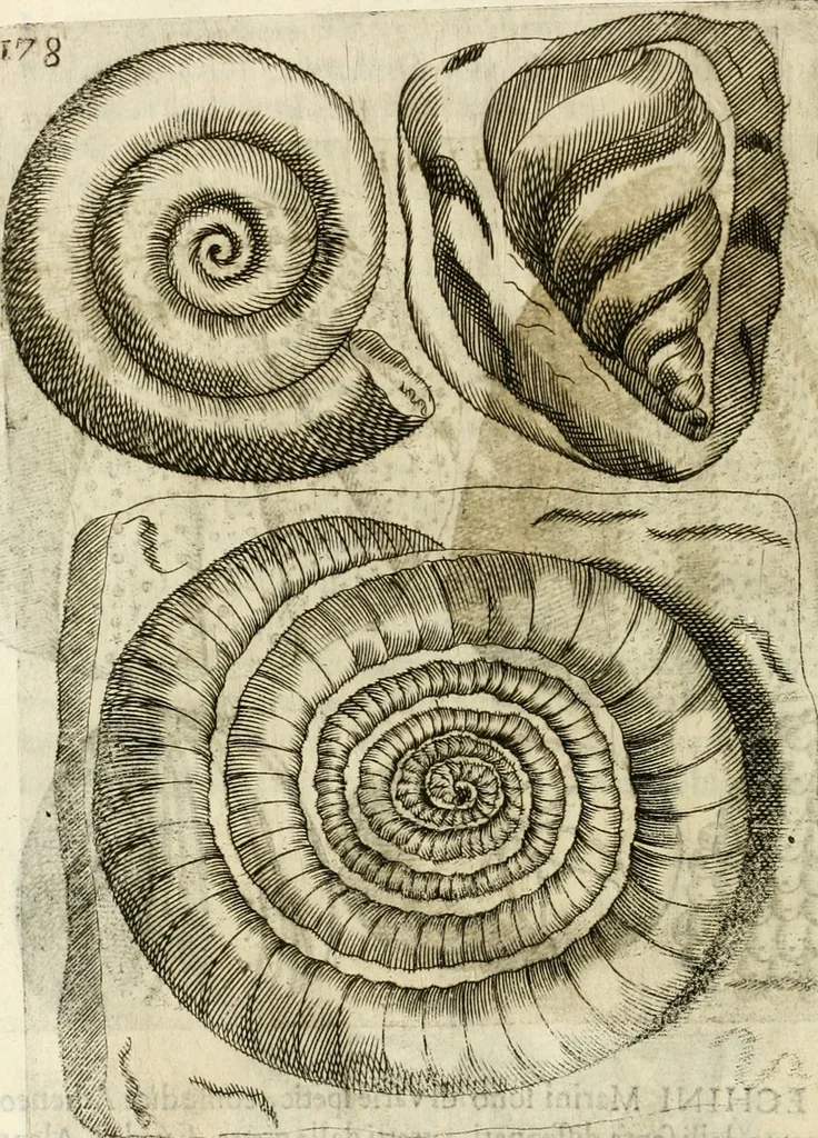 An illustration from Note, overo, Memorie del mvseo di Lodovico Moscardo ..., 1656, leaf 201