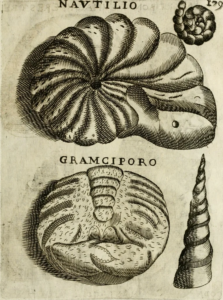 An illustration from Note, overo, Memorie del mvseo di Lodovico Moscardo ..., 1656, leaf 202