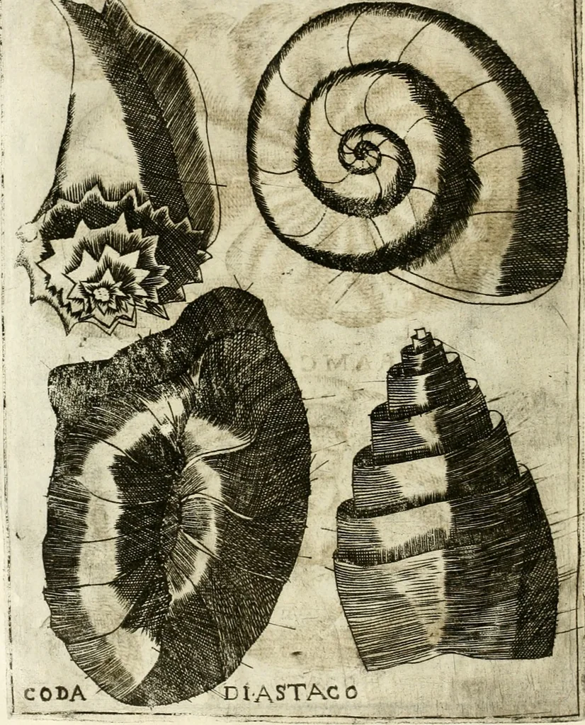 An illustration from Note, overo, Memorie del mvseo di Lodovico Moscardo ..., 1656, leaf 203