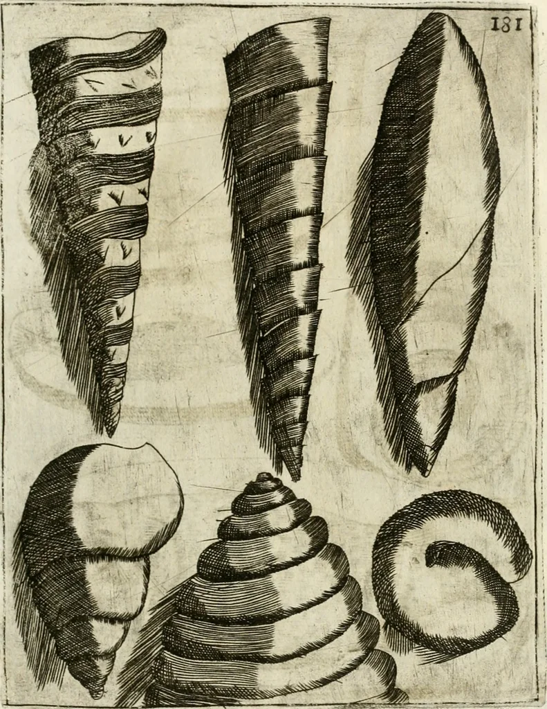 An illustration from Note, overo, Memorie del mvseo di Lodovico Moscardo ..., 1656, leaf 204