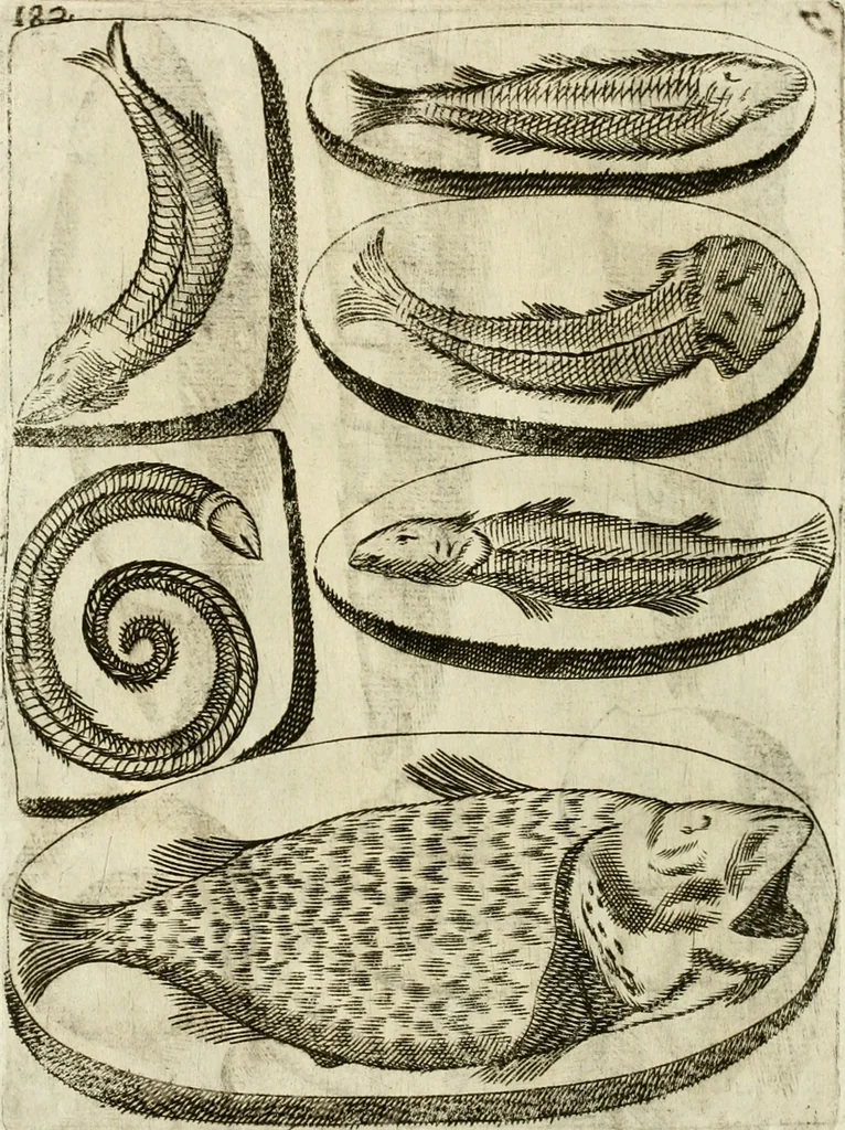 An illustration from Note, overo, Memorie del mvseo di Lodovico Moscardo ..., 1656, leaf 205