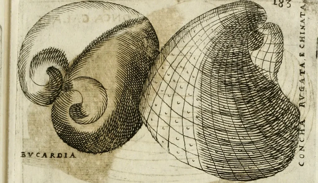 An illustration from Note, overo, Memorie del mvseo di Lodovico Moscardo ..., 1656, leaf 206