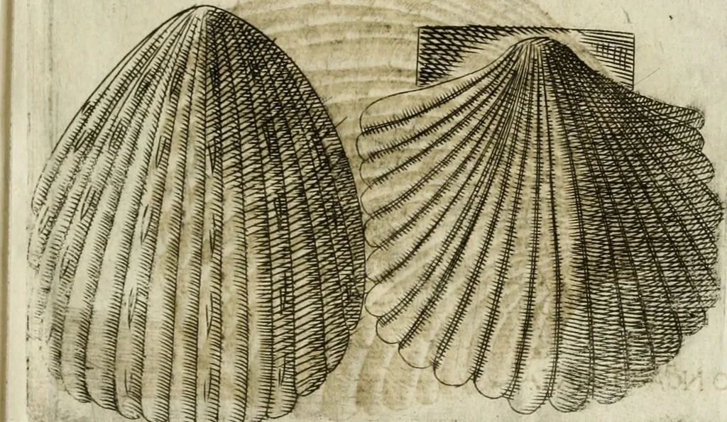 An illustration from Note, overo, Memorie del mvseo di Lodovico Moscardo ..., 1656, leaf 206