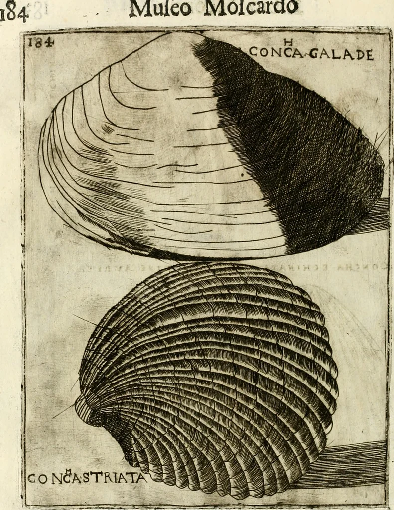 An illustration from Note, overo, Memorie del mvseo di Lodovico Moscardo ..., 1656, leaf 207