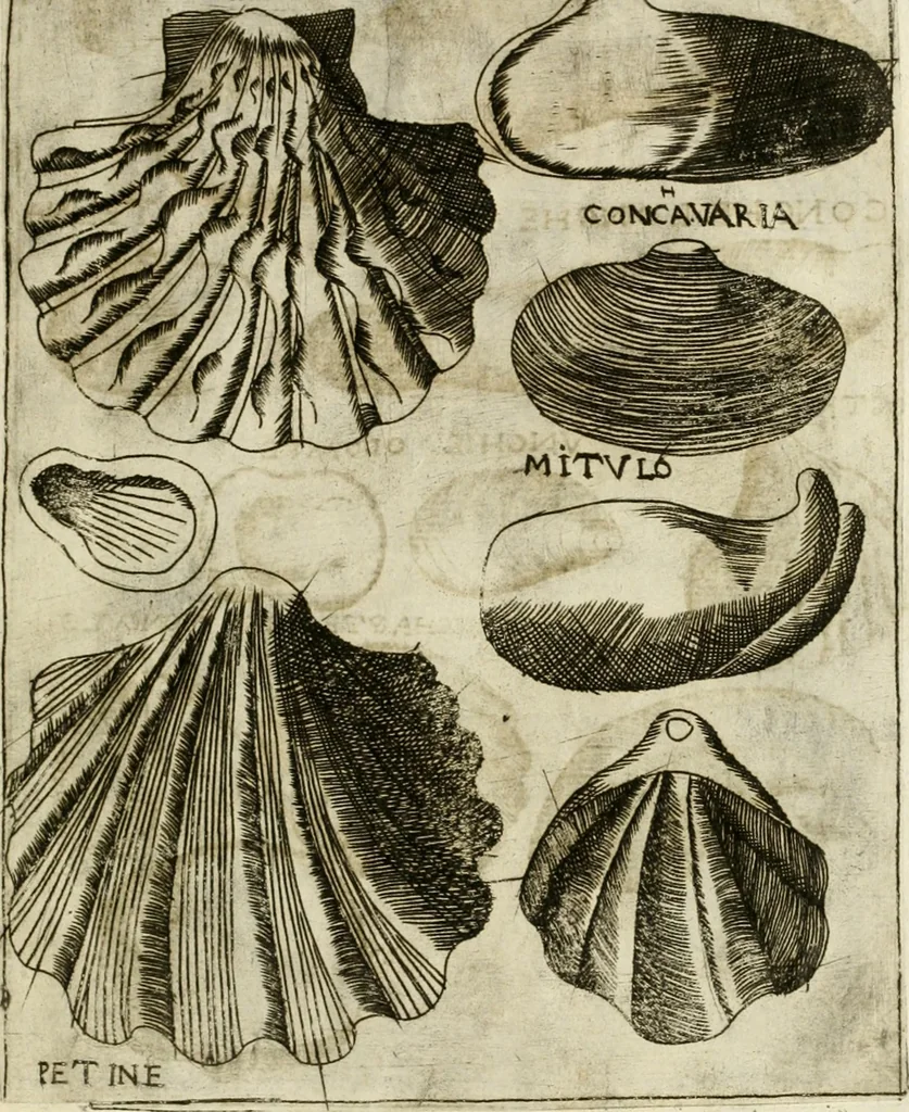 An illustration from Note, overo, Memorie del mvseo di Lodovico Moscardo ..., 1656, leaf 208