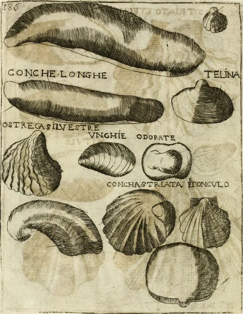An illustration from Note, overo, Memorie del mvseo di Lodovico Moscardo ..., 1656, leaf 209