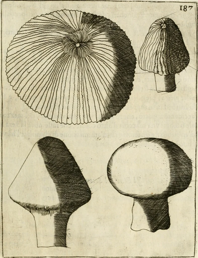 An illustration from Note, overo, Memorie del mvseo di Lodovico Moscardo ..., 1656, leaf 210