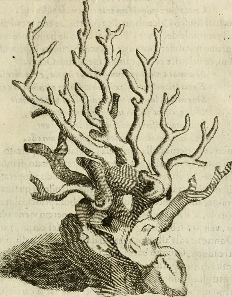 An illustration from Note, overo, Memorie del mvseo di Lodovico Moscardo ..., 1656, leaf 214