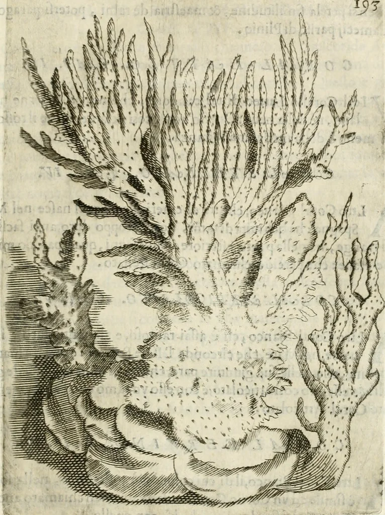 An illustration from Note, overo, Memorie del mvseo di Lodovico Moscardo ..., 1656, leaf 216