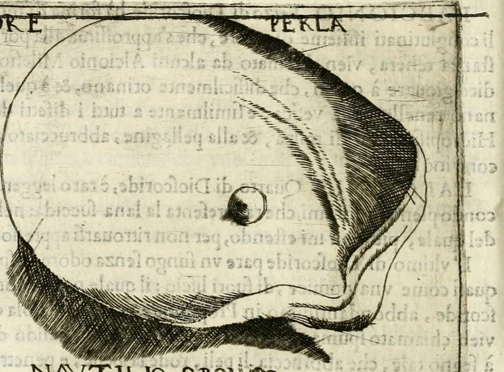 An illustration from Note, overo, Memorie del mvseo di Lodovico Moscardo ..., 1656, leaf 221