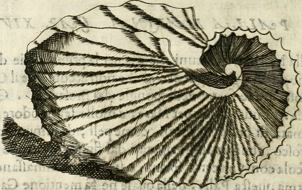 An illustration from Note, overo, Memorie del mvseo di Lodovico Moscardo ..., 1656, leaf 221