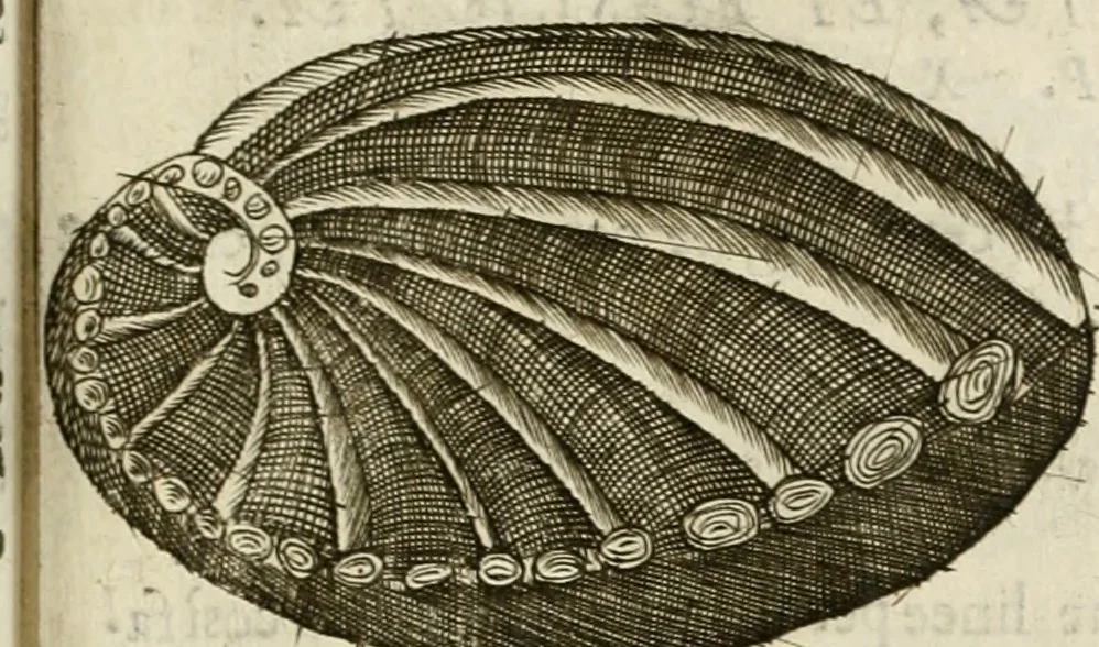 An illustration from Note, overo, Memorie del mvseo di Lodovico Moscardo ..., 1656, leaf 228