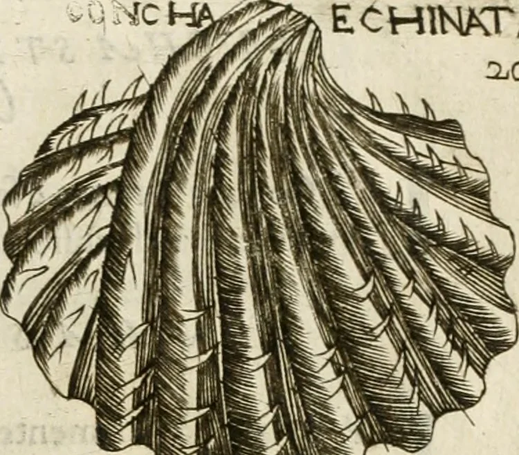 An illustration from Note, overo, Memorie del mvseo di Lodovico Moscardo ..., 1656, leaf 228