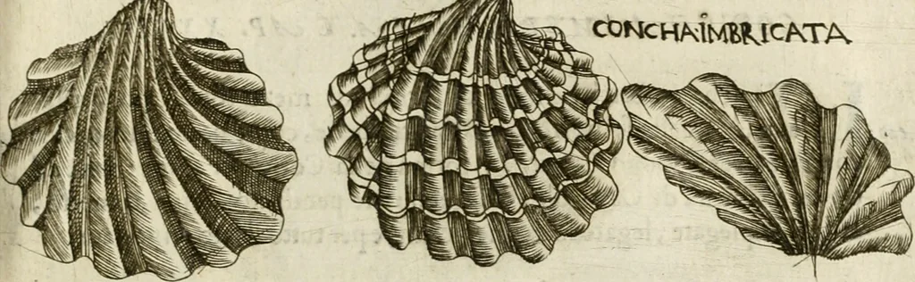 An illustration from Note, overo, Memorie del mvseo di Lodovico Moscardo ..., 1656, leaf 228