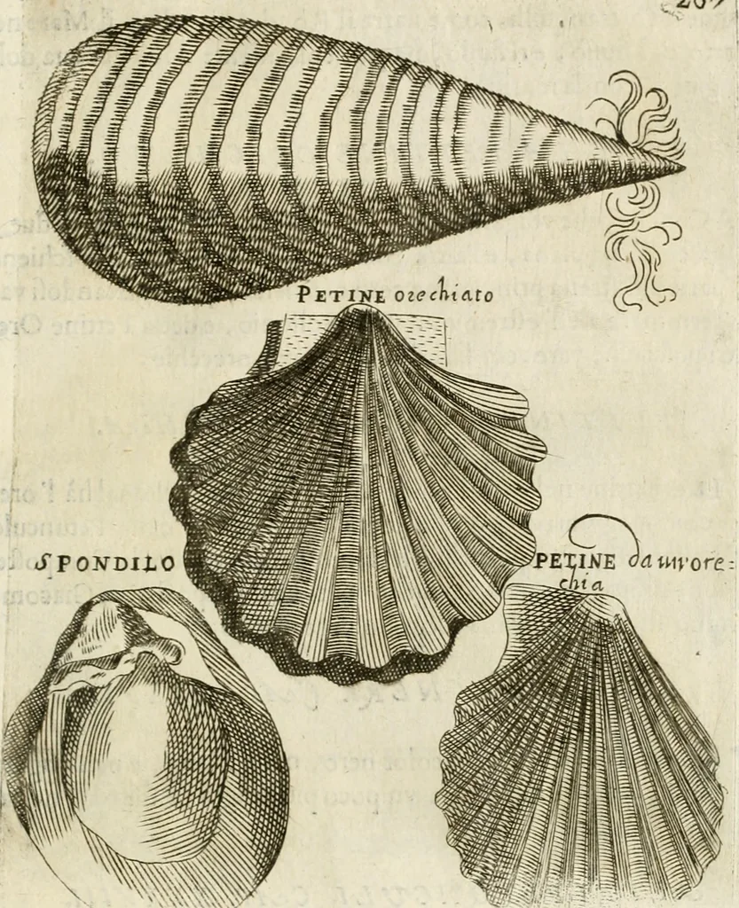An illustration from Note, overo, Memorie del mvseo di Lodovico Moscardo ..., 1656, leaf 230