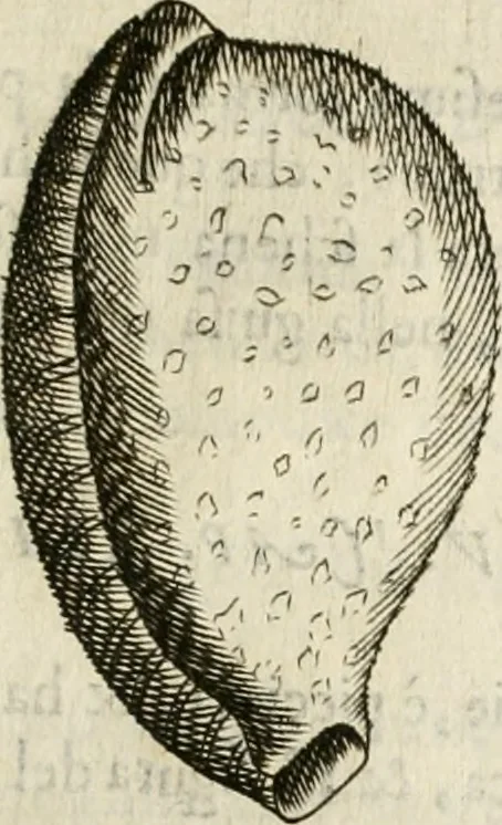An illustration from Note, overo, Memorie del mvseo di Lodovico Moscardo ..., 1656, leaf 232