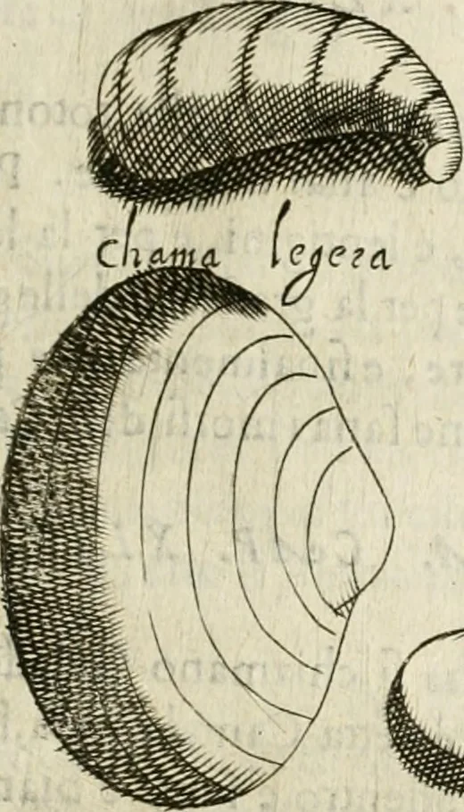 An illustration from Note, overo, Memorie del mvseo di Lodovico Moscardo ..., 1656, leaf 232