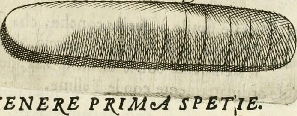 An illustration from Note, overo, Memorie del mvseo di Lodovico Moscardo ..., 1656, leaf 232