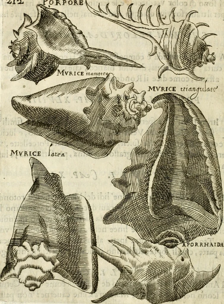 An illustration from Note, overo, Memorie del mvseo di Lodovico Moscardo ..., 1656, leaf 235