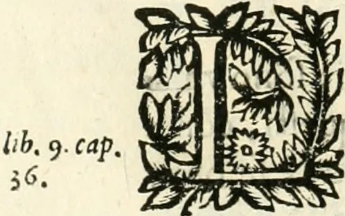 An illustration from Note, overo, Memorie del mvseo di Lodovico Moscardo ..., 1656, leaf 235